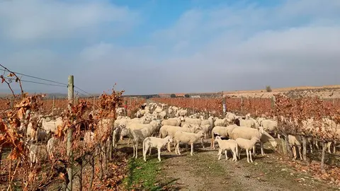 Ramats d'ovelles al Segri&agrave; &copy;JosepAP&eacute;rez