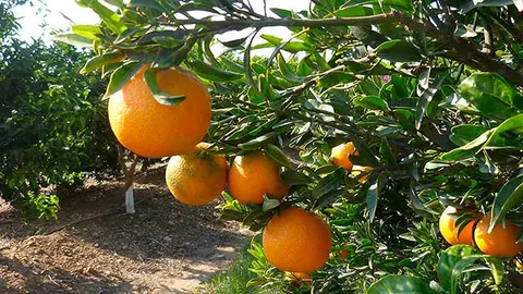 Finca de tarongers &copy;DARPA
