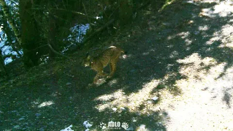linx