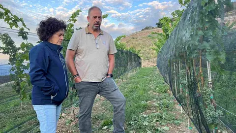 Vinya Estamariu Fundaci&oacute; Planes Corts