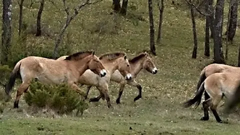 Cavalls de ra&ccedil;a Pottoka  &copy;UdL