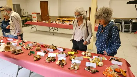 Exposici&oacute; de bolets a Alins