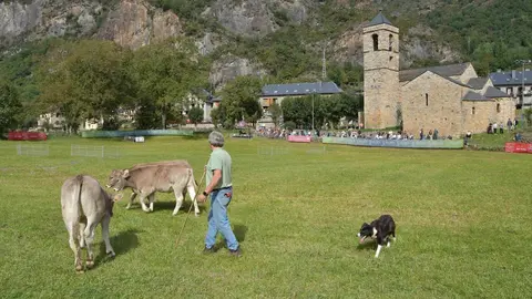 Barruera Fira gossos atura amb vaques 1