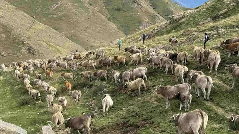Transhum&agrave;ncia vaques Llessui 1