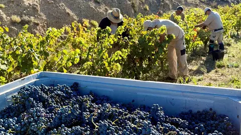 Finca vinya Torres 1