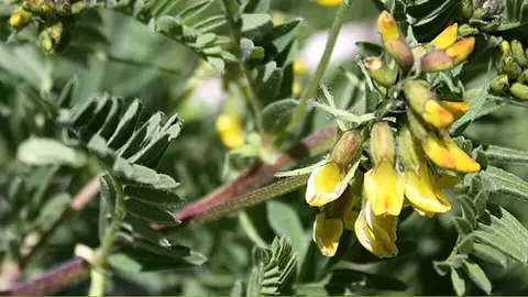 Plantes del Parc de l'Alt Pirineu