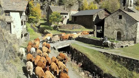 Cavalls muntanya de Tor 1