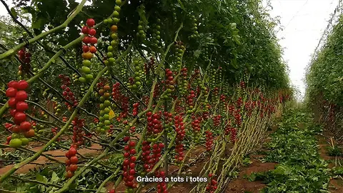 Conreus de tomaquets a l'horta &copy;JosepAP&eacute;rez