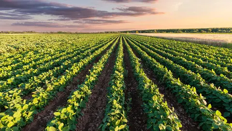 Materials bioactius amb una baixa petjada de carboni &copy;AgroLab