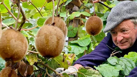 Kiwis collita Cal Serni