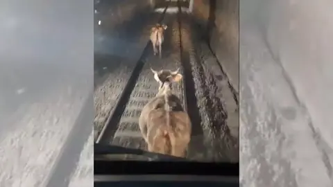 Vaques t&uacute;nel La Molina (1)