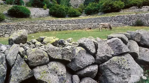Pedra_seca_bestiar_Ramio Foto &Agrave;lex Tena
