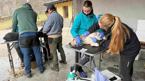 Gossos donaci&oacute; sang Rialp 1