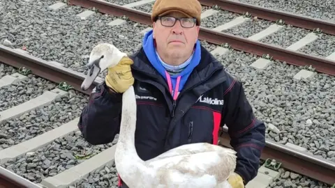 Cigne rescatat a Puigcerd&agrave; 2