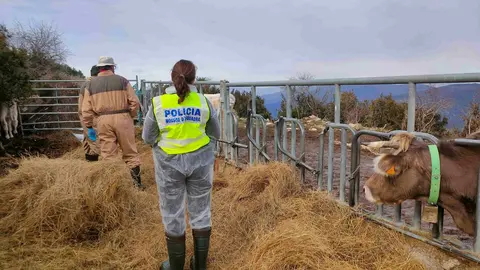 Mossos denuncien ramader 1