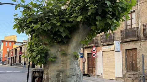 Plataner de la pla&ccedil;a de l'Arbre de la Pobla de Segur