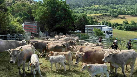 EXPLOTACI&Oacute; RAMADERA SORIGUERA 1