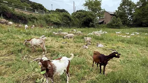 ramat de Vilam&ograve;s 1