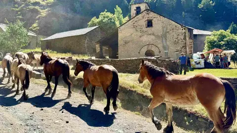 Cavalls Palanca 1