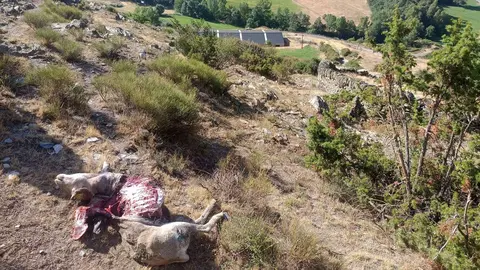 os mata ovelles Pallars Sobir&agrave; 2