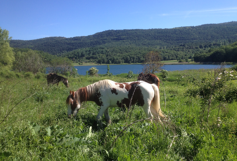 cavalls 2