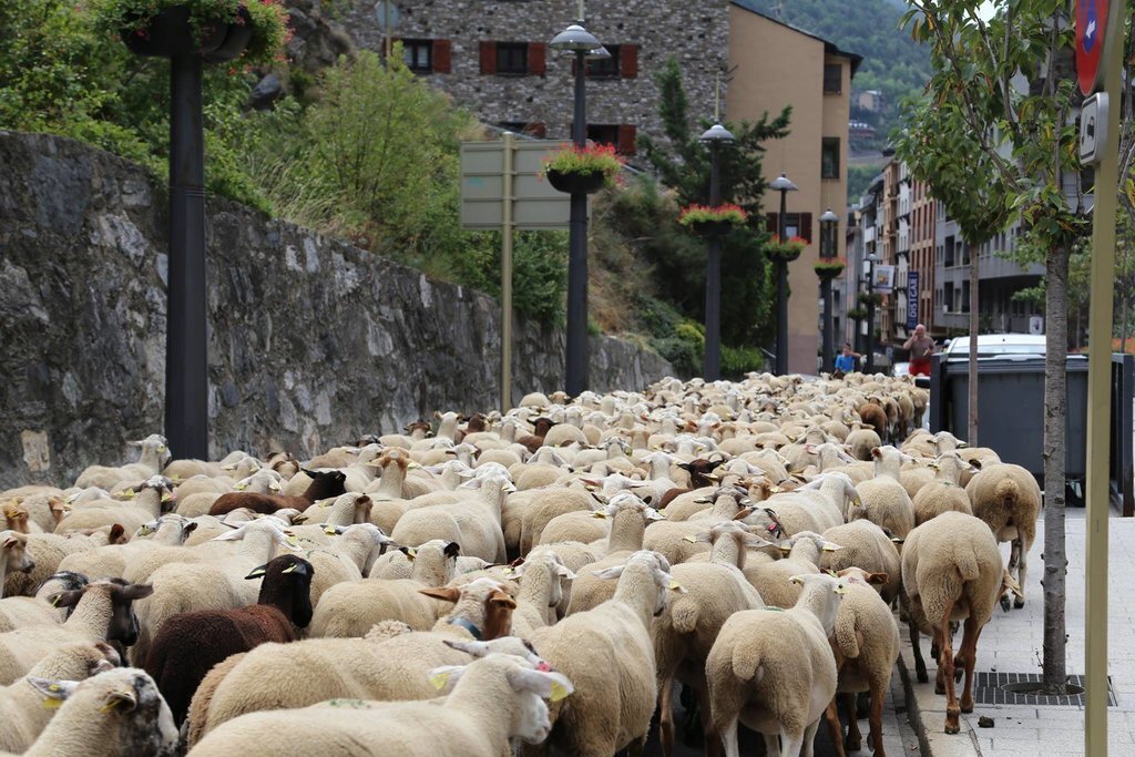 Transhumància estacional Sant Julià de Lòria 2