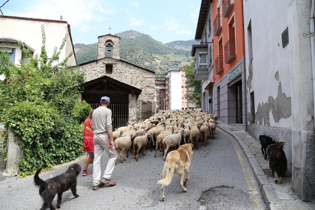 Transhumància estacional Sant Julià de Lòria 3