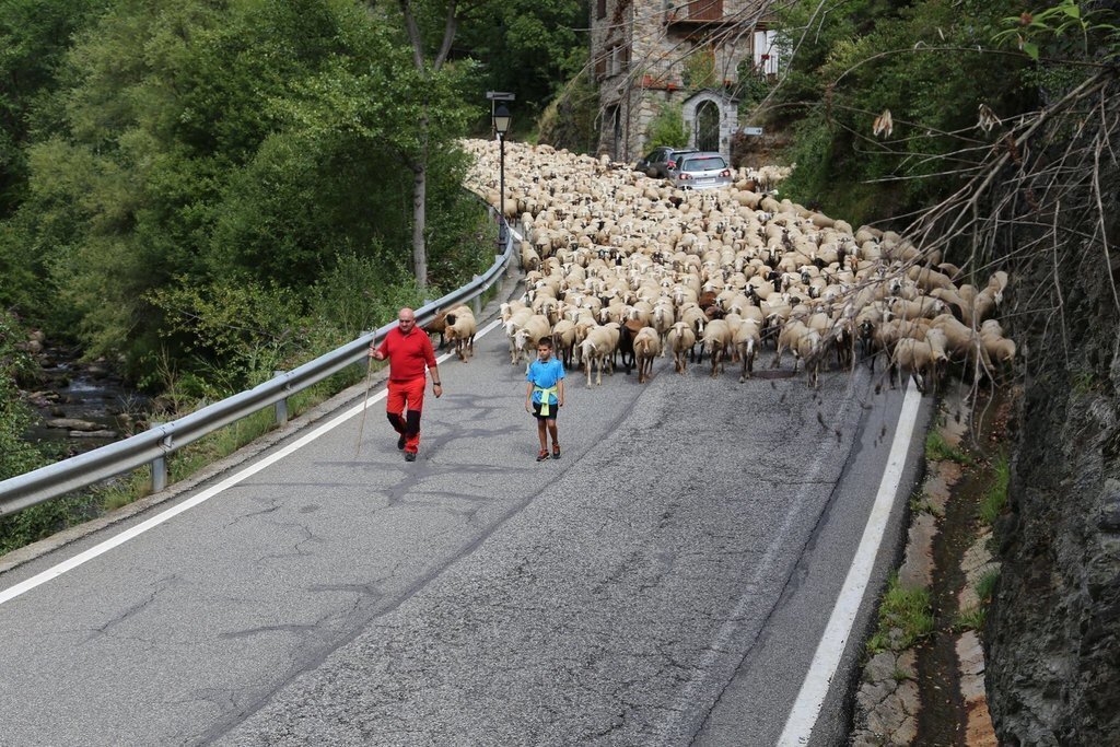 Transhumància estacional Sant Julià de Lòria 4