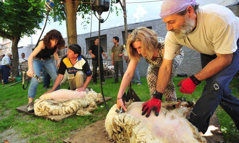 Fireta de Sant Joan i Xollada d'ovelles a Sort. Cedida Ajuntament de Sort