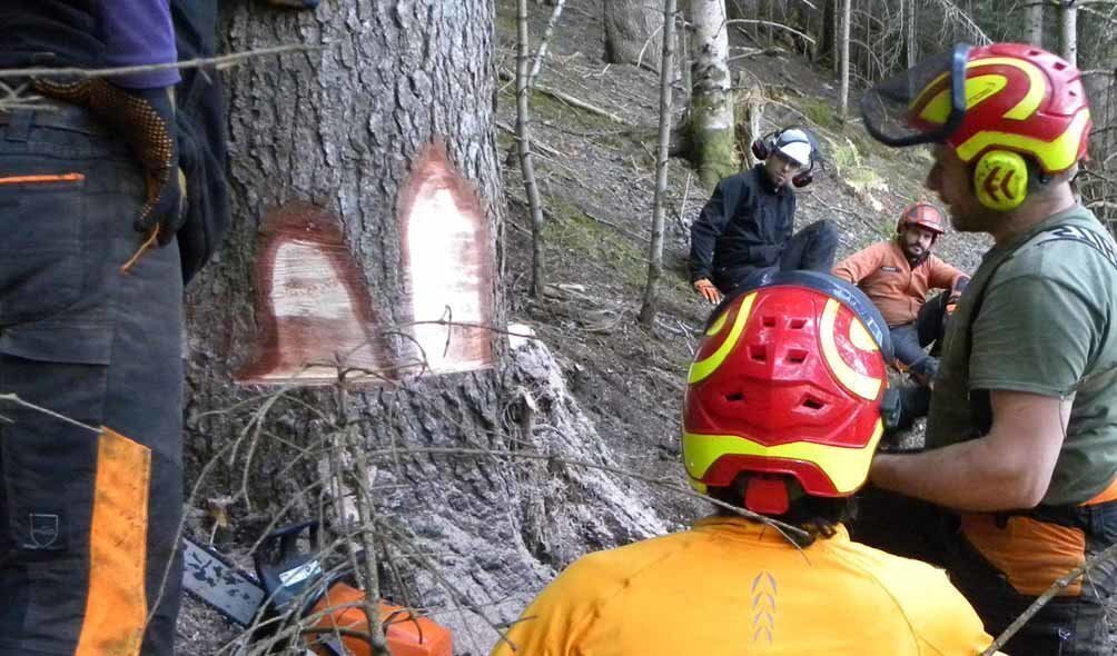Especialista forestal