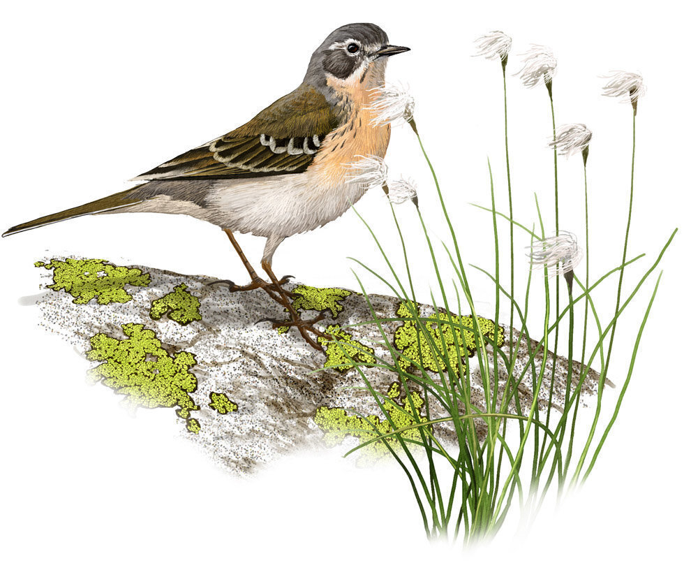 Anthus_spinoletta_llobet 2