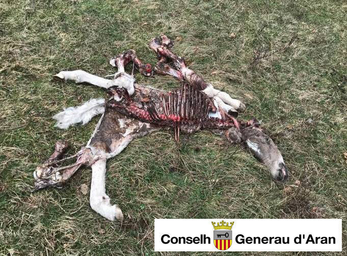 poltre devorat per Goiat