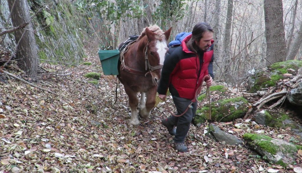 Plantaciones con caballos ENDESA-FOP (2)