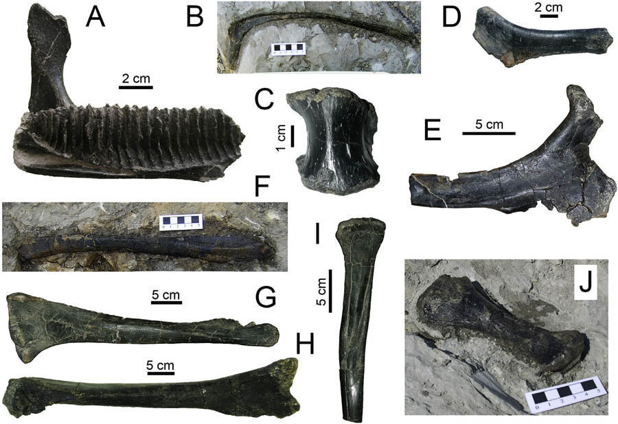Imatge de detall d'ossos de dinosaures recuperats al jaciment del Mol...... del Bar......, al Pallars Juss...... (horitzontal)