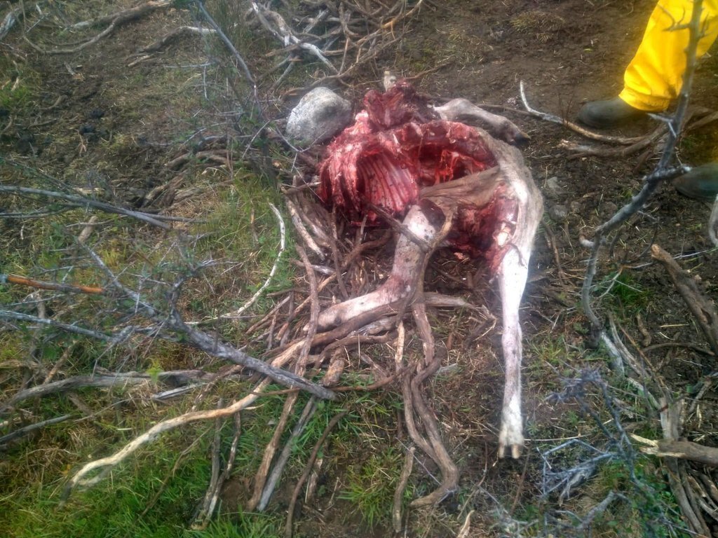 Les restes d'una ovella morta per un atac d'un os a Alt Àneu. Imatge del 10 de juny del 2019. (horitzontal)