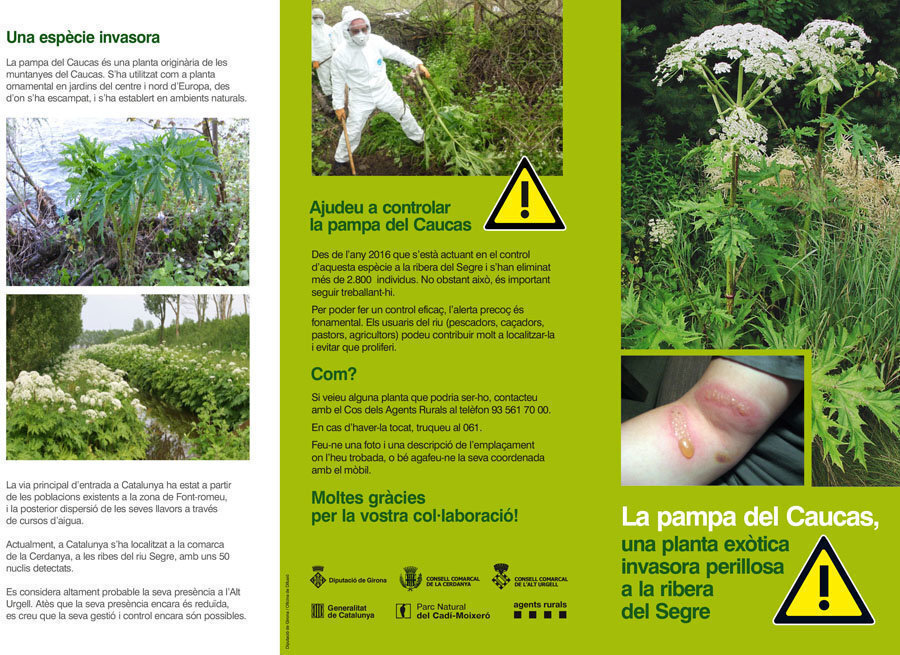 Un dels tríptics amb recomanacions per evitar danys per la pampa del Caucas. (Horitzontal)