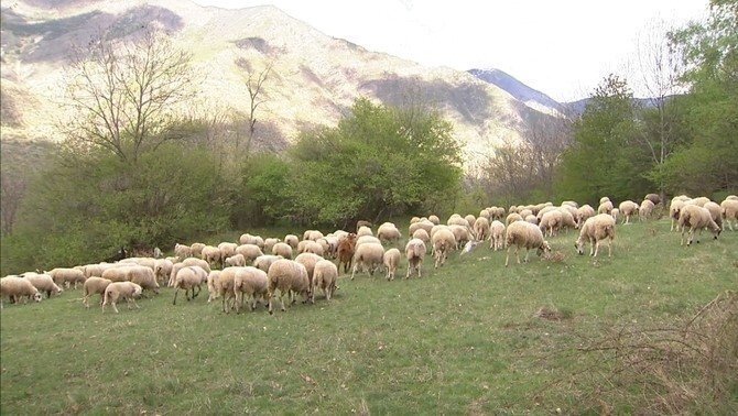Ovelles pasturant al Pirineu