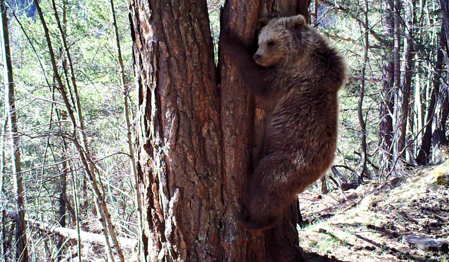 Imatge d'un os detectat durant el 2018 als Pirineus, enfilat a un arbre. (Horitzontal)