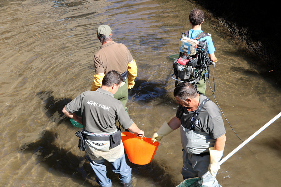 Agents rurals i personal de Forestal Catalana fent un rescat de truites al canal de la central de la Pobla de Segur el 24 de setembre del 2019. (horitzontal)