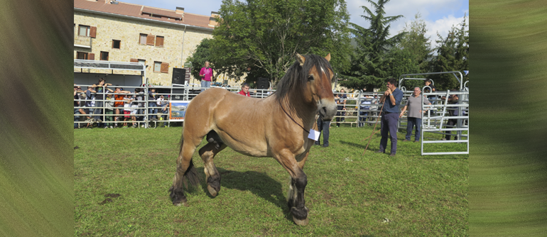 CAVALL LA POBLETA