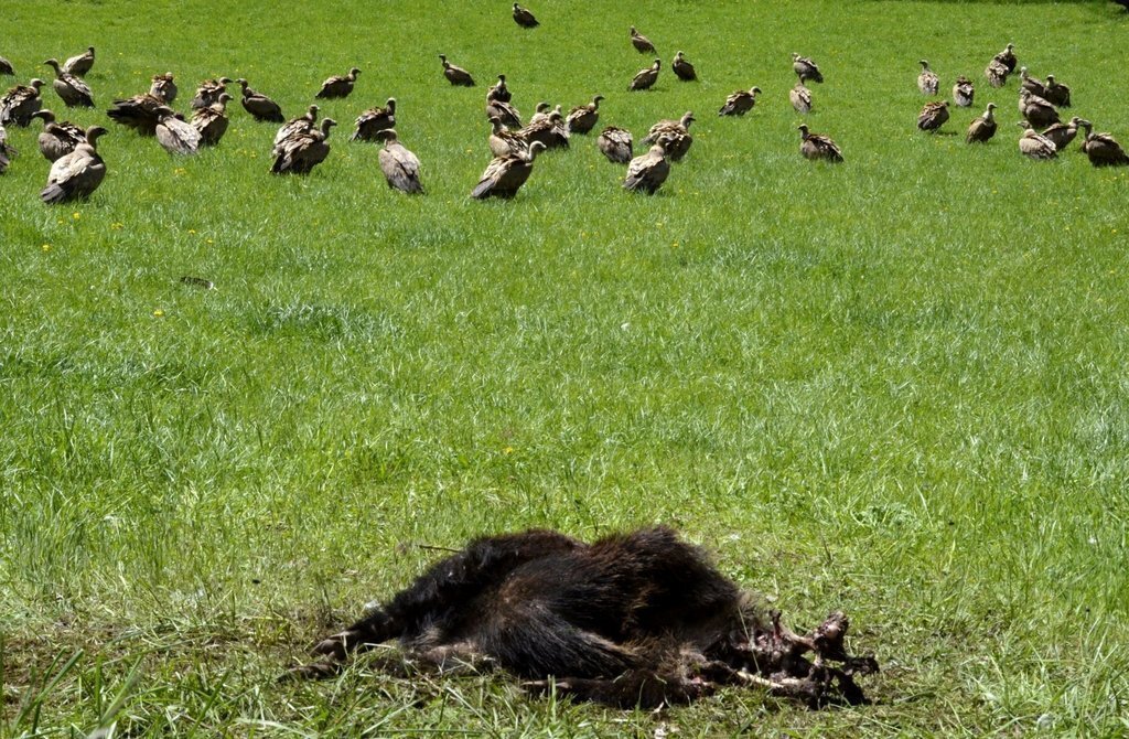 Primer pla d'un animal mort i al fons un grup de voltors. Imatge d'arxiu. (horitzontal)