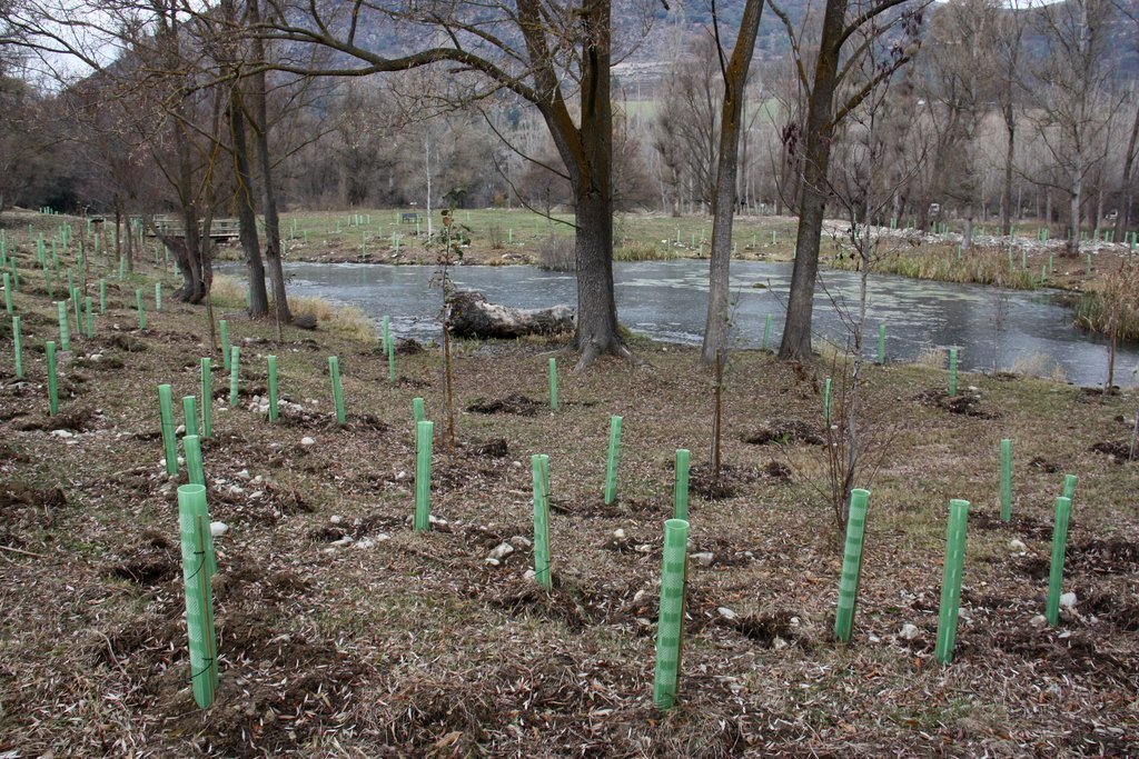 Pla general de la plantació d'arbres que s'ha fet a l'entorn de les Basses de Gallissà, a Bellver de Cerdanya, en el marc d'un projecte europeu per recuperar el bosc de ribera. Imatge del 22 de novembre de 2019 (Horitzontal).