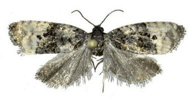 Exemplar adult de Metendothenia atropunctana. (horitzontal)
