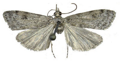 Exemplar adult de Scoparia gallica (horitzontal)
