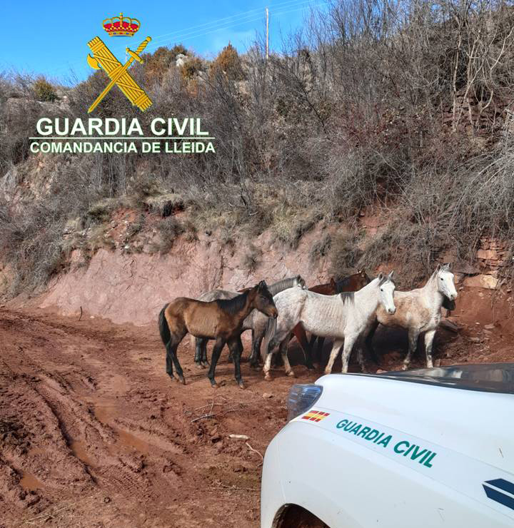 Alguns dels cavalls trobats en mal estat en una explotació ramadera de Soriguera. Imatge del 26 de febrer de 2020. (Vertical)
