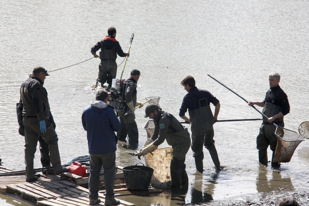 Pla general d'un grup d'Agents Rurals i una empresa especialitzada a punt de buidar en uns cubells les espècies invasores que han pescat a l'estany de Puigcerdà per extreure-les del llac. Imatge del 9 de març de 2020 (Horitzontal).