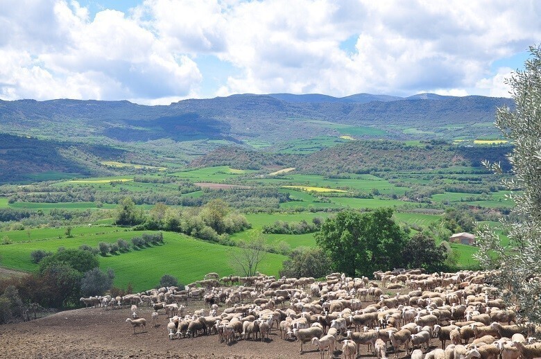 Un ramat d'ovelles pasturant, en una imatge d'arxiu. (Horitzontal)