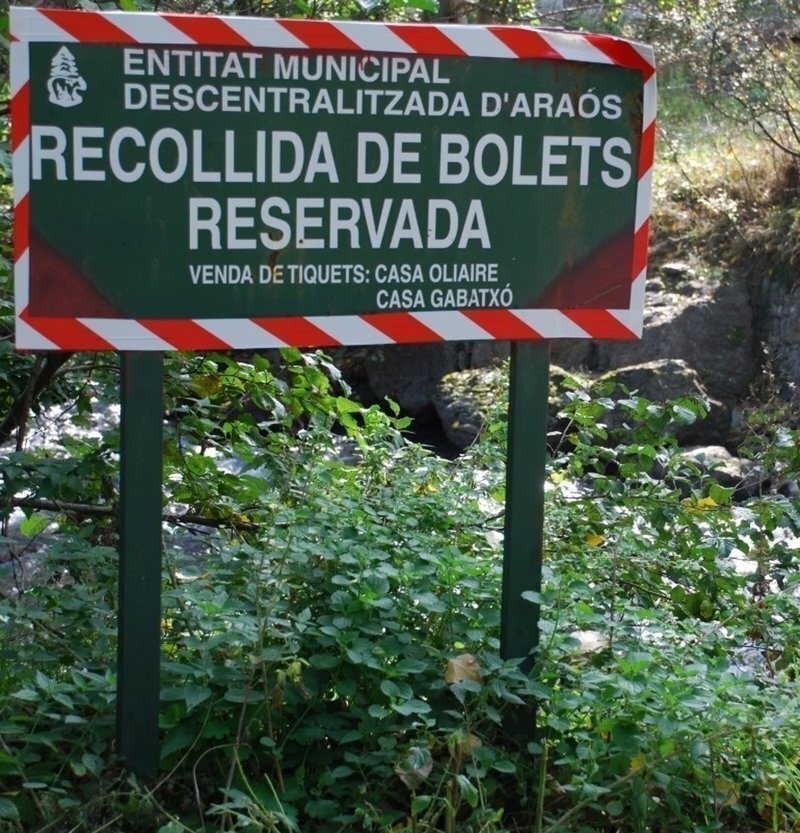 Recollida bolets