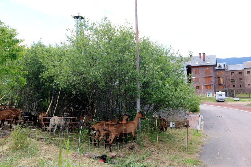 Cabres menjant a prop del poble de Vilamur, al Pallars Sobirà, el 23 de juny del 2020. (horitzontal)