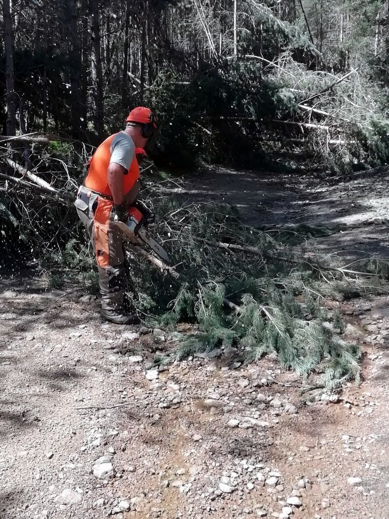 Un operari fent tasques de retirada d'arbres caiguts en una pista forestal de l'Alt Urgell. Imatge del 20 de juliol del 2020.(horitzontal)